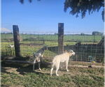 Small #1 Great Pyrenees Mix
