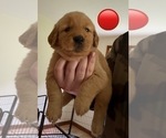 Puppy Red Golden Retriever