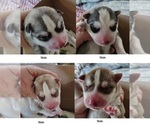 Image preview for Ad Listing. Nickname: Nathan