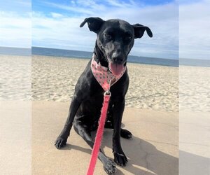 Italian Greyhound-Labrador Retriever Mix Dogs for adoption in Oceanside, CA, USA