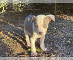 Small #1 American Staffordshire Terrier Mix