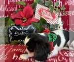 Small #5 Cavalier King Charles Spaniel