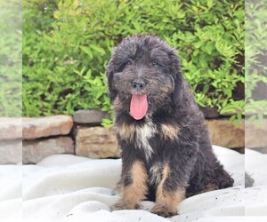 Miniature Australian Shepherd-Poodle (Standard) Mix Puppy for sale in BLAIN, PA, USA