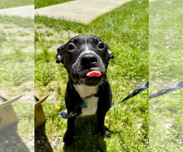 Medium Photo #13 American Pit Bull Terrier-Labrador Retriever Mix Puppy For Sale in Germantown, OH, USA