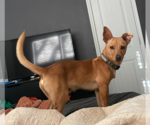 Small Photo #2 Dachshund-Unknown Mix Puppy For Sale in Cranston, RI, USA
