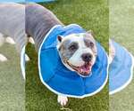 Small #1 American Pit Bull Terrier