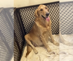 Mother of the Golden Retriever puppies born on 08/03/2025