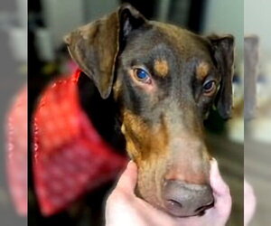 Doberman Pinscher Dogs for adoption in Omaha, NE, USA