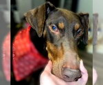 Small Doberman Pinscher