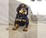 Small Photo #7 Bernedoodle Puppy For Sale in GRANTSVILLE, UT, USA