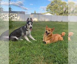 Chow Chow-Siberian Husky Mix Dogs for adoption in BURTON, MI, USA