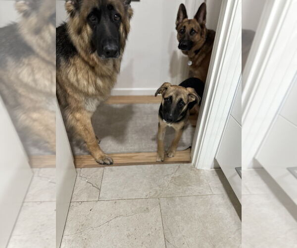 Medium Photo #7 German Shepherd Dog-Unknown Mix Puppy For Sale in West Sacramento, CA, USA