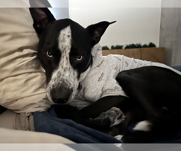 Medium Photo #6 Australian Shepherd-Unknown Mix Puppy For Sale in Princeton, MN, USA