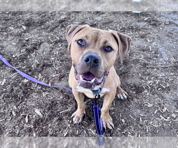 Medium Photo #2 Mutt Puppy For Sale in Fort Collins, CO, USA