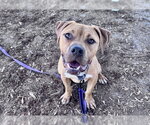 Small #1 Mutt