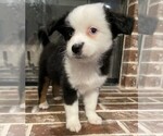 Small Photo #6 Miniature Australian Shepherd Puppy For Sale in CADDO MILLS, TX, USA