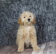 Puppy 3 Golden Retriever-Poodle (Toy) Mix