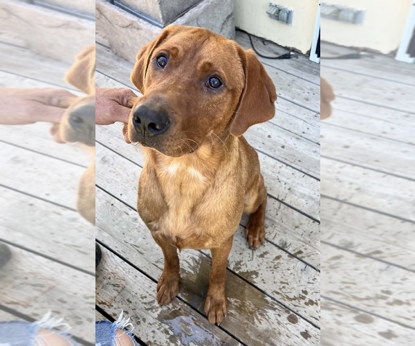 Medium Photo #1 Labrador Retriever Puppy For Sale in FREDERICK, SD, USA
