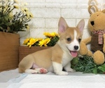 Small Photo #10 Pembroke Welsh Corgi Puppy For Sale in BEVERLY HILLS, CA, USA