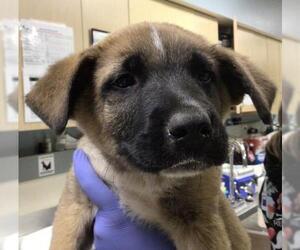 German Shepherd Dog Dogs for adoption in Riverside, CA, USA