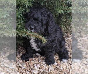 Bernedoodle-Bernese Mountain Dog Mix Puppy for sale in LOCKWOOD, MO, USA