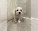 Puppy Brianna Bichpoo