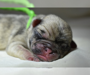 Pug Puppy for sale in PALM COAST, FL, USA