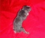 Small #3 American Bully