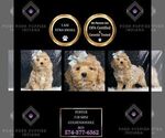 Puppy Porter F1B Goldendoodle (Miniature)