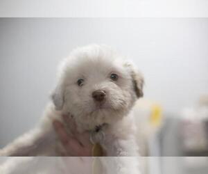Miniature Labradoodle Dogs for adoption in Mountain Home, AR, USA