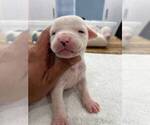 Small #7 American Bulldog