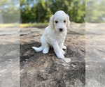 Puppy Pink Girl Miniature Bernedoodle