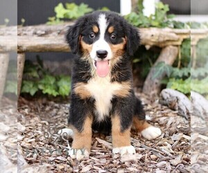 Bernese Mountain Dog Puppy for sale in CHRISTIANA, PA, USA