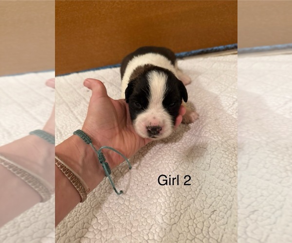 Medium Photo #4 Saint Bernard Puppy For Sale in STANLEY, WI, USA