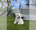 Puppy Maltese Girl 1 Maltese