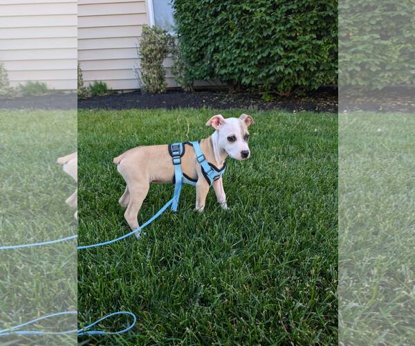 Medium Photo #3 Chihuahua-Unknown Mix Puppy For Sale in Catasauqua, PA, USA