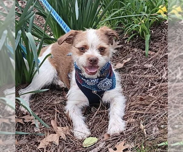 Medium Photo #2 Jack Russell Terrier-Unknown Mix Puppy For Sale in Spring Lake, NC, USA