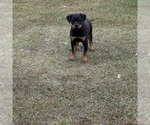 Small Photo #2 Rottweiler Puppy For Sale in RICHLAND, GA, USA
