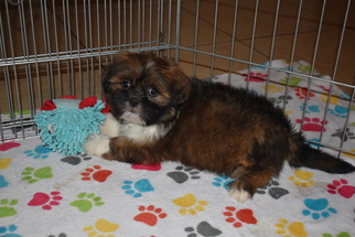 Lhasa Apso Puppy for sale in ORO VALLEY, AZ, USA