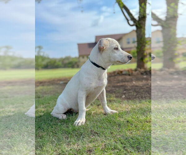 Medium Photo #4 Dachshund-Unknown Mix Puppy For Sale in PIPE CREEK, TX, USA