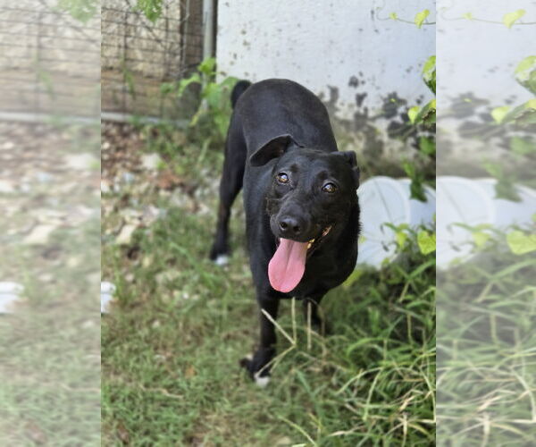 Medium Photo #3 Mutt Puppy For Sale in Crandall, GA, USA