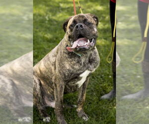 Mastiff Dogs for adoption in Foristell, MO, USA