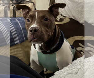 Trey - Male Mutt Dog for Adoption - Photo #3