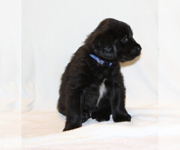 Medium Photo #3 Golden Newfie Puppy For Sale in HOLLYWOOD, MD, USA