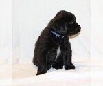 Small Photo #3 Golden Newfie Puppy For Sale in HOLLYWOOD, MD, USA
