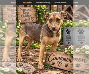German Shepherd Dog Dogs for adoption in Benton, PA, USA