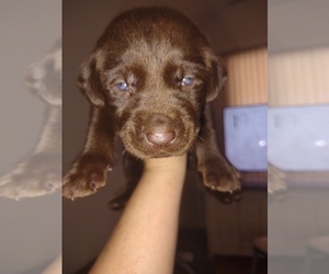 Labrador Retriever Puppy for sale in HAVELOCK, NC, USA