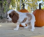 Small #1 Cavalier King Charles Spaniel