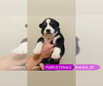 Small Photo #11 Siberian Husky Puppy For Sale in BAKERSFIELD, CA, USA