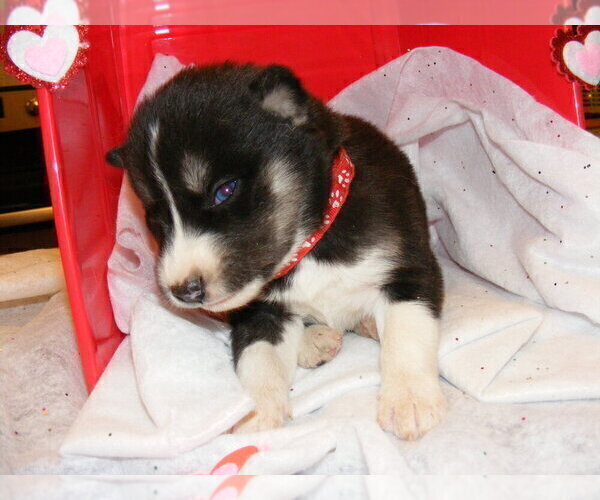 Full screen Photo #4 Siberian Husky Puppy For Sale in TERRE HAUTE, IN, USA